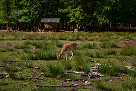 A deer in a forest by Armanto Brouka