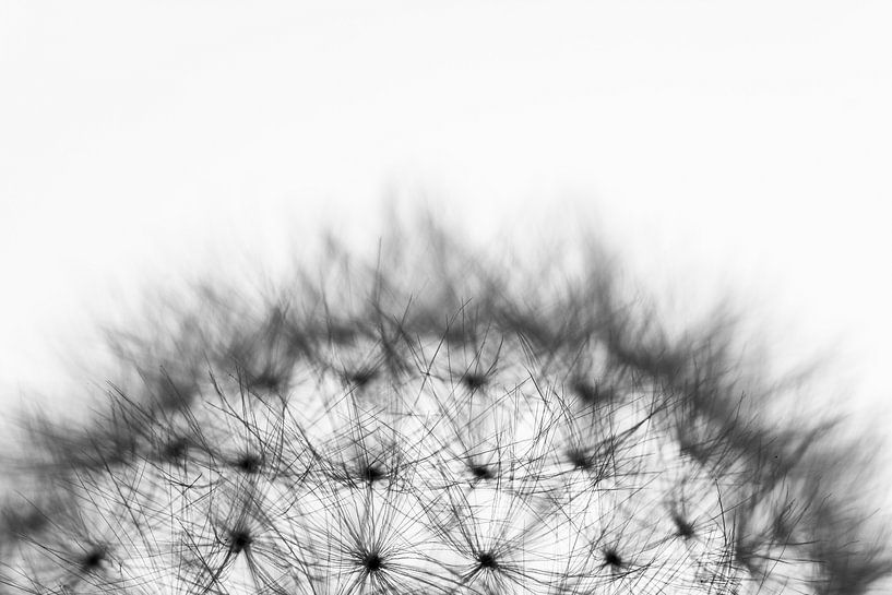 Detail dead dandelion, black and white by Moetwil en van Dijk - Fotografie