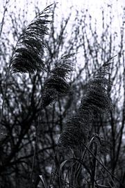 Herbst . November. Wind. Kalt. von Yuliya Yarmolich