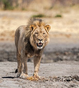 Leeuw in Namibië, Afrika van Patrick Groß