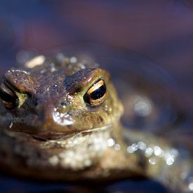 Common toad (frontal) sur Stijn de Jong
