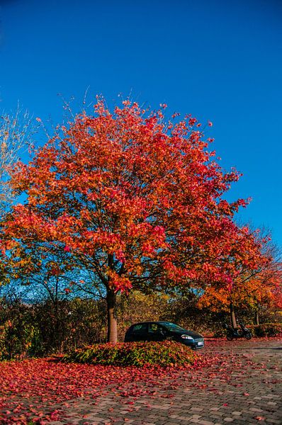 Voiture à l'ombre d'un arbre par Norbert Sülzner