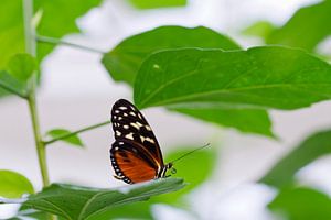 Schmetterling