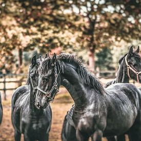 “Horses make a landscape look beautiful.” von William Klerx