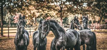 “Horses make a landscape look beautiful.”