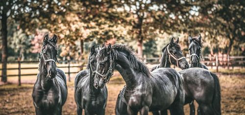 “Horses make a landscape look beautiful.” by William Klerx