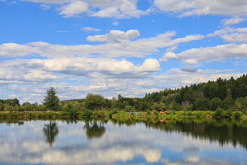 Lakeside landscape of the Schwackenreuter Lakes with Scottish Highland cattle