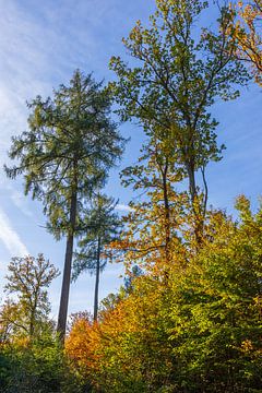 Herfstkleuren van Horst Husheer