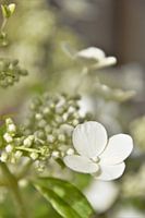 Witte Hortensia in de zon