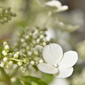 Witte Hortensia in de zon von DoDiLa Foto's