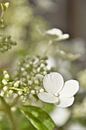 Witte Hortensia in de zon by DoDiLa Foto's thumbnail