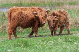 Schotse hooglanders als grote grazers in Nederland van Merijn Loch