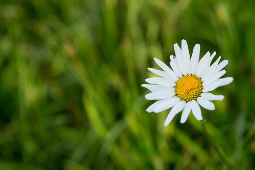 Madeliefje in de zon