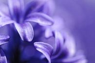 Hyacint Macro by Robin Meester thumbnail