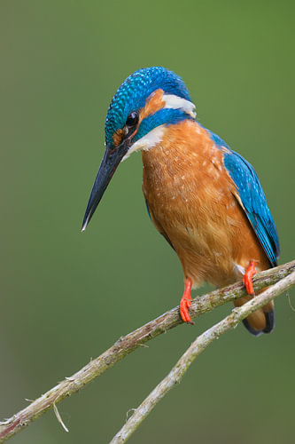 IJsvogel - Concentratie