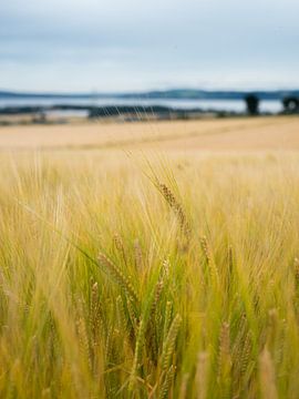 Champ de céréales en Écosse sur Mariska Scholtens