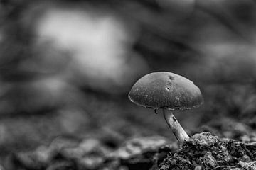 Champignon solitaire dans une forêt d'automne en noir et blanc