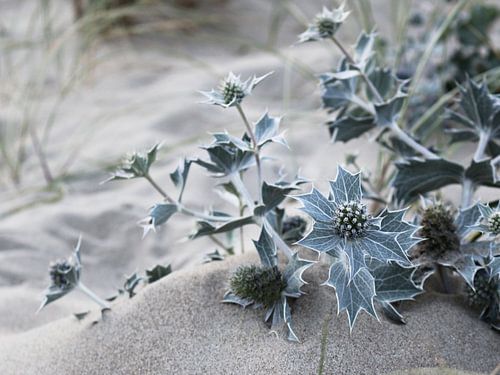 Stranddistel