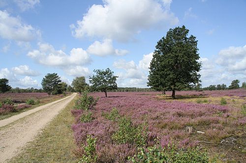 Magnifique ! La fleur de bruyère 2019 No. 2