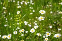 blumenwiese mit kamille