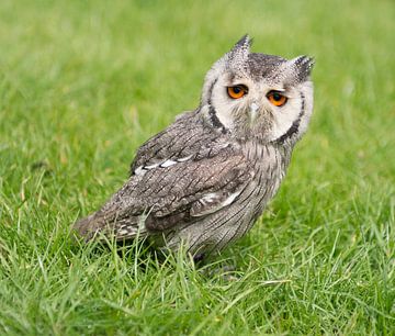 Uil in het veld