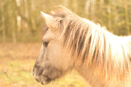 Konik paard met vintage look