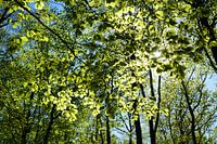 Spring sunshine.