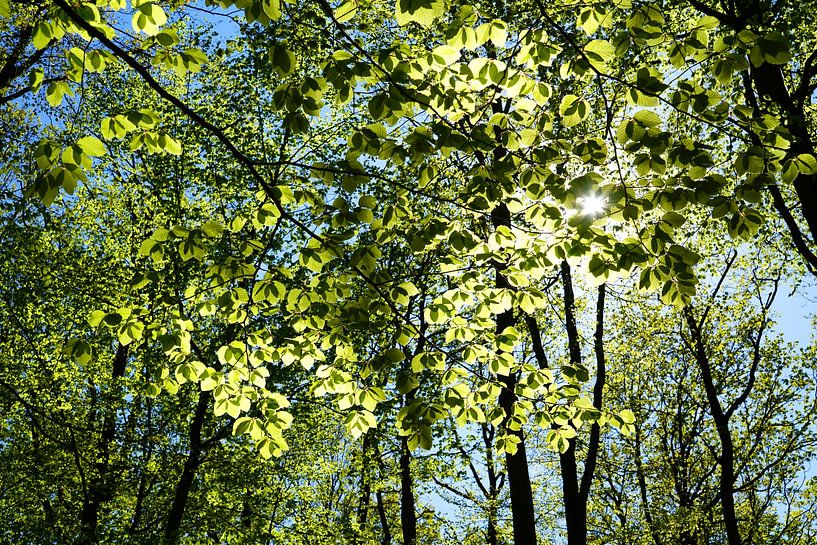 Soleil de printemps. par Sergej Schmidt