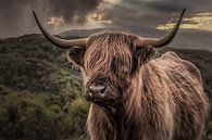 Scottish Highlander 2 by Freddy Hoevers thumbnail