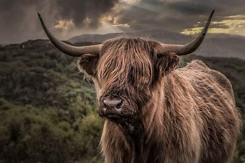Schotse hooglander 2