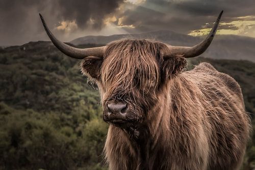 Scottish Highlander 2