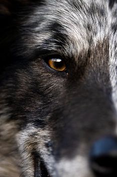 Deep look - Snorre