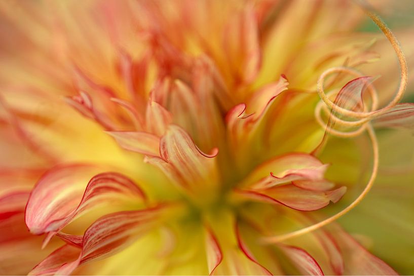 Art of a flower van Dennisart Fotografie