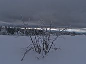 Enkele kale struik met bevroren takken in diepe sneeuw van Timon Schneider thumbnail