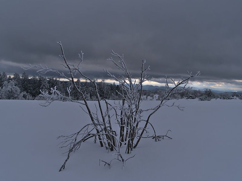 Enkele kale struik met bevroren takken in diepe sneeuw van Timon Schneider