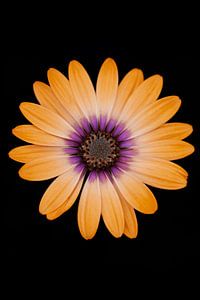 Portrait floral du gerbera sur Foto Studio Labie