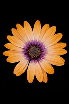 Bloem portret van de Gerbera van Foto Studio Labie