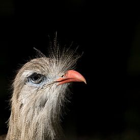 Cariama cristata portrait of a Crested Serma by W J Kok