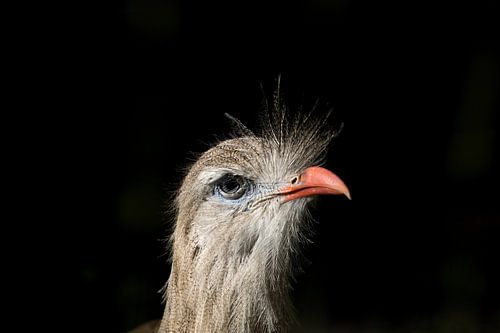 Cariama cristata portret van een Kuifseriema
