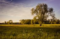 Spaziergang in der Natur von Wim van D Miniaturansicht