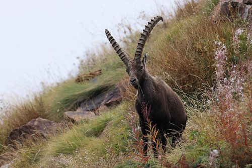 Steenbok (Capra ibex ibex) Alpen Aostadal, Italië