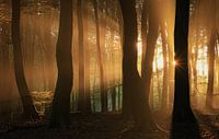 De eerste zonnestralen aan de rand van het bos bij Garderen