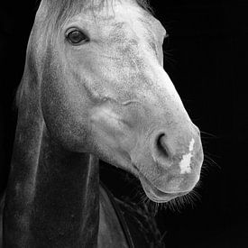 Portrait de cheval van Eric Dufour