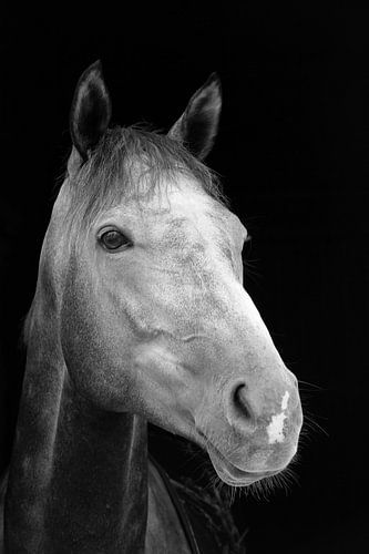 Portrait de cheval