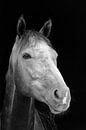Portrait de cheval van Eric Dufour thumbnail