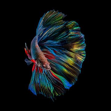 Rainbow Betta van ANDI ABDUL HALIL