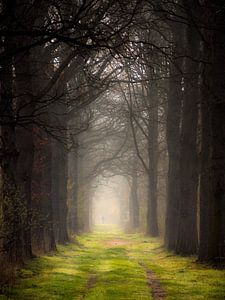 Dans le lointain