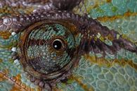 Jemenkameleon (Chamaeleo calyptratus) van Ronald Pol thumbnail