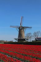 Tulip field near Zonnemaire Zeeland