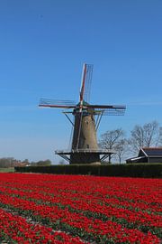 Tulip field near Zonnemaire Zeeland by Bart J. Mulder